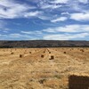 Calero/Chesbro - Morgan Hill Farmers' Market