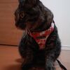 あずきちゃん　ハーネスを試す