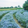 奈良・花めぐり  前編