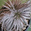 Dyckia collection of Dyu