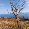 淡路島で「南高梅」が開花しました☆