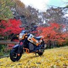 <滋賀県米原市>🍁黄色の絨毯×紅葉! 三島池自然公園