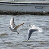 手賀沼公園を飛ぶユリカモメ