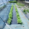 胡麻の間引きをしました