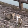 雨のやみ間と季節の変化