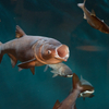 コクレン Aristichthys nobilis