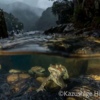 水中カメラマン・堀口和重さん「Nature Photographer of the Year」を受賞