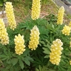 ルピナス切り花に