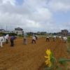 神原町花の会(花美原会)(３４６)   　コスモス種まき協同活動