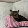 本日休業