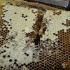 垂れ蜜を作る　長期戦　Making honey straw curtain