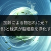 加齢による物忘れに光？ビタミンB3と緑茶が脳細胞を浄化する新研究
