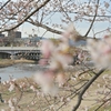 桜咲く鴨川河川敷 出町柳丸太町間