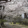 桜満開の妙顕寺さんを初参拝@2024 X2D編