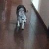 介護予備犬