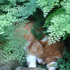 アジアンタムの猫寝床*