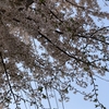 桜も時も加速していく…