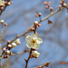 やっと白梅が咲き始めました🎵