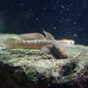 ボウズハゼ Sicyopterus japonicus