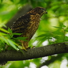今日のオオタカ幼鳥。