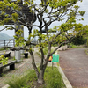 40代最後の初チャレンジ・しまなみ海道サイクリング　～５～生口島・因島・向島