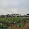 神原町花の会(花美原会)(279)     住宅地に花と緑が映え人々の交流と笑顔がいっぱいある花畑