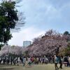 新宿御苑でお花見