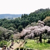 桜めぐりの旅。小田原長興山と身延山、そして盆栽