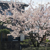 本と青空と桜　新型コロナ禍のさなかに