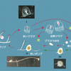 じじぃの「ベニクラゲ・永遠に生きることができる生物がいる？理系の疑問」