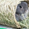 【断捨離】ミニマリスト、やめます。理由は？【地味ニマリスト】【2020夏】