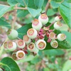 ブルーベリー（blueberry）の実