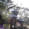 名城公園　見頃のバラ