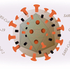 新型コロナウイルスは人為的改変体ではない？