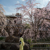京都の桜2014・祇園白川の芸舞妓さん撮影会～祇園甲部 槇子さん