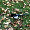 レティーロ公園のカササギ(Magpie)