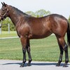 【一口馬主】シルク出資馬紹介／新たに2頭が仲間入り♪