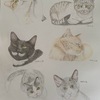 色鉛筆で描く猫