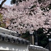 京の桜便り🌸冷泉家