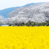 【奈良県の絶景スポット】桜と菜の花のコラボレーションが美しいスポット巡りのバイクツーリング