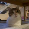 きなこもちとあんころもちの成長記録を終えて