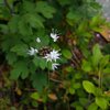 見て美しい。食べておいしい。食べられる野草・植物