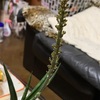 サンセベリア 開花間近