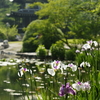 勧修寺の花菖蒲