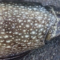 板前レシピ コウイカ スミイカの刺身の切り方 身を柔らかくする方法 ちっぴぃクッキング 板前レシピ コウイカ スミイカの刺身の切り方 身を柔らかくする方法 ちっぴぃクッキング