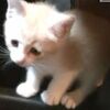 【ネコネコ動画】我輩は猫である。名前はまだ無い（募集中）