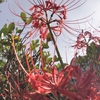 コンデジで撮影した彼岸花です