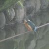 雨がお似合いアマガエル