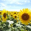 本当に夏の花ひまわり