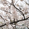 （α7R III）今年も桜の季節が終わってしまいました